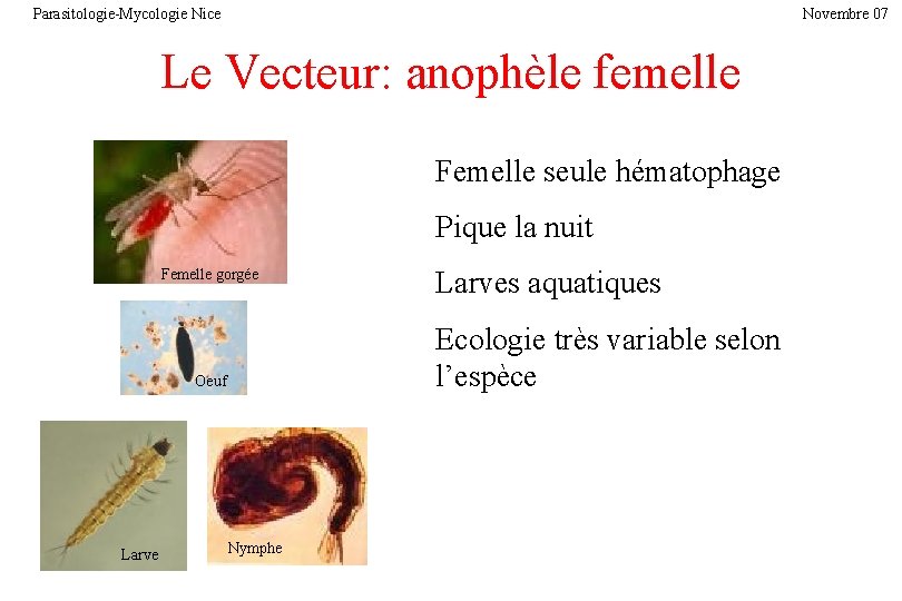 Parasitologie-Mycologie Nice Novembre 07 Le Vecteur: anophèle femelle Femelle seule hématophage Pique la nuit