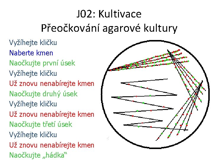 J 02: Kultivace Přeočkování agarové kultury Vyžíhejte kličku Naberte kmen Naočkujte první úsek Vyžíhejte