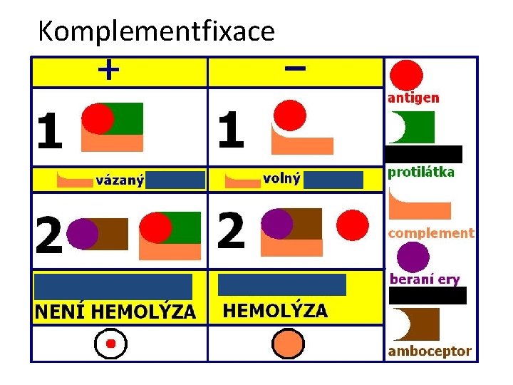 Komplementfixace 