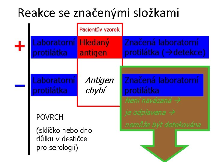 Reakce se značenými složkami Pacientův vzorek + Laboratorní Hledaný protilátka antigen – Laboratorní protilátka