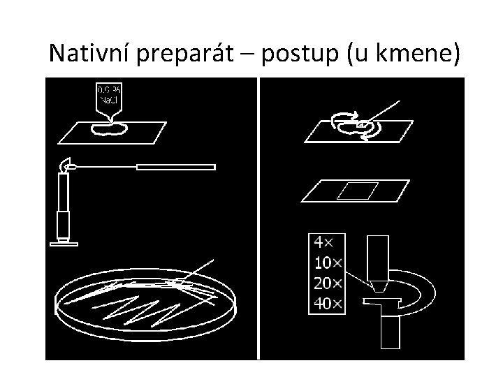 Nativní preparát – postup (u kmene) 