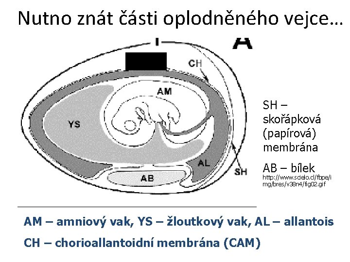 Nutno znát části oplodněného vejce… SH – skořápková (papírová) membrána AB – bílek http: