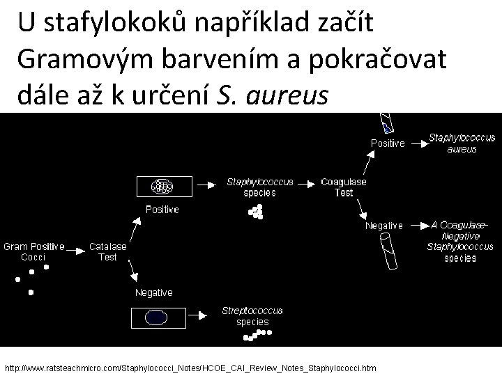 U stafylokoků například začít Gramovým barvením a pokračovat dále až k určení S. aureus