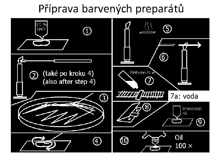 Příprava barvených preparátů 7 a: voda 