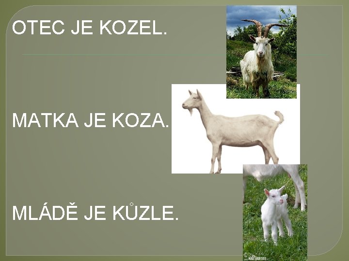 OTEC JE KOZEL. MATKA JE KOZA. MLÁDĚ JE KŮZLE. 