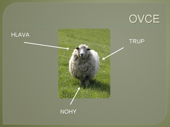 OVCE HLAVA TRUP NOHY 