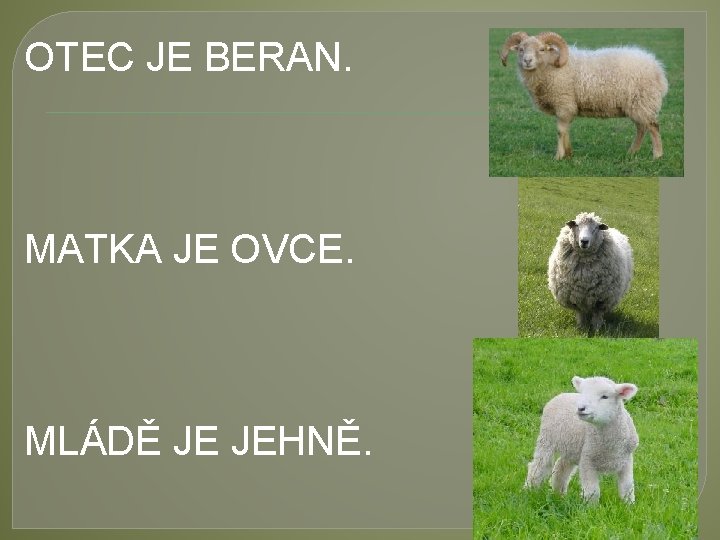 OTEC JE BERAN. MATKA JE OVCE. MLÁDĚ JE JEHNĚ. 