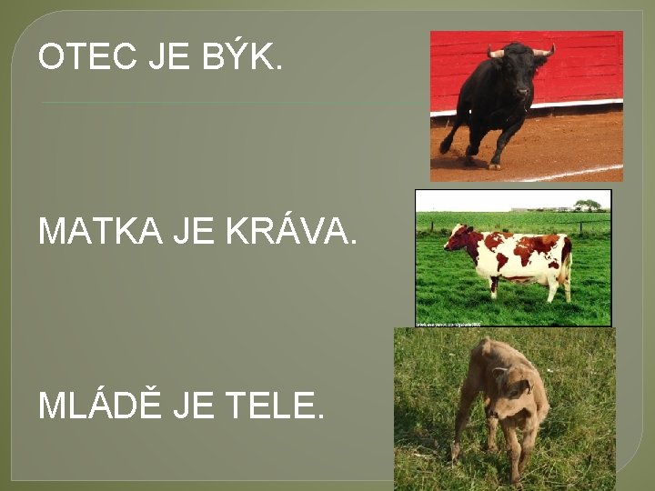 OTEC JE BÝK. MATKA JE KRÁVA. MLÁDĚ JE TELE. 