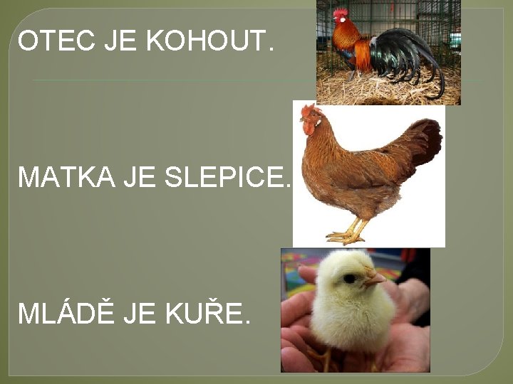 OTEC JE KOHOUT. MATKA JE SLEPICE. MLÁDĚ JE KUŘE. 