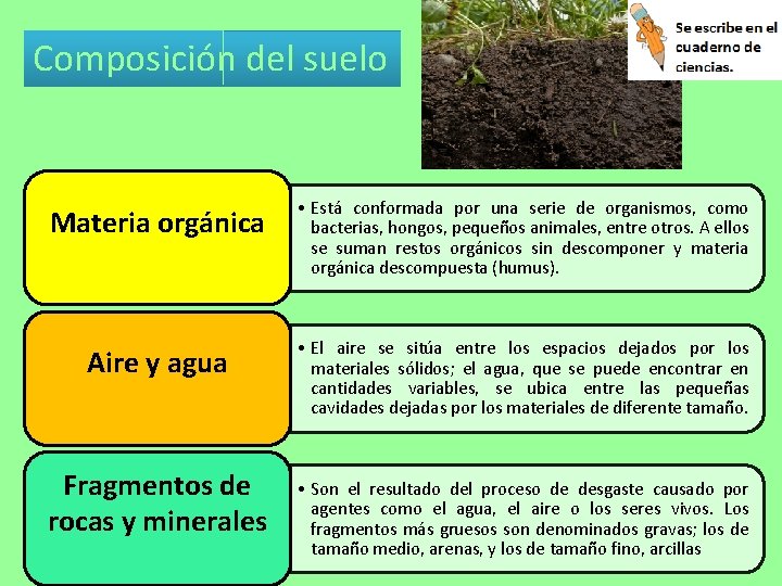 Composición del suelo Materia orgánica • Está conformada por una serie de organismos, como