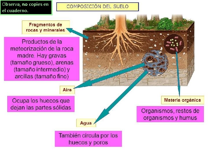 Observa, no copies en el cuaderno. 