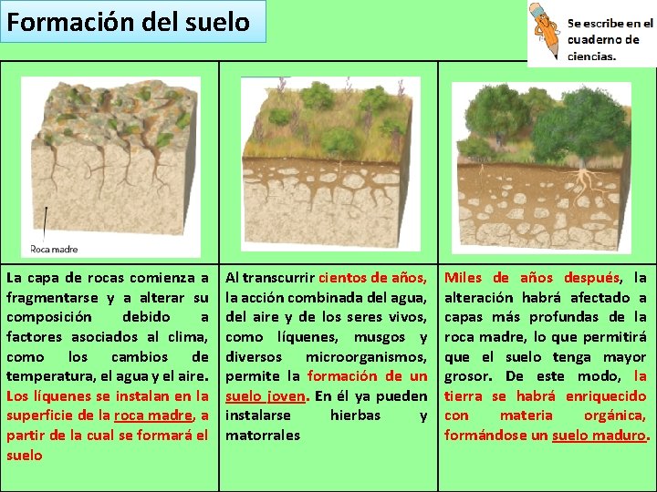 Formación del suelo La capa de rocas comienza a fragmentarse y a alterar su