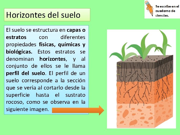 Horizontes del suelo El suelo se estructura en capas o estratos con diferentes propiedades