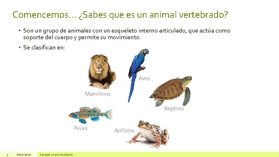 Comencemos… ¿Sabes que es un animal vertebrado? • Son un grupo de animales con