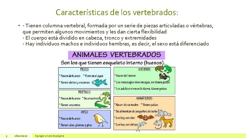 Características de los vertebrados: • - Tienen columna vertebral, formada por un serie de