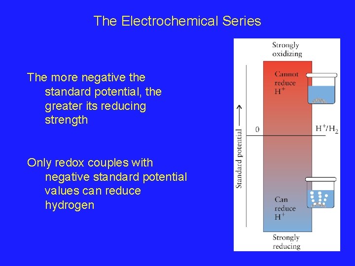 The Electrochemical Series The more negative the standard potential, the greater its reducing strength