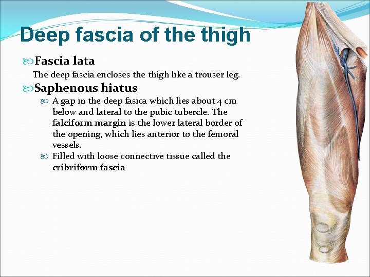 Deep fascia of the thigh Fascia lata The deep fascia encloses the thigh like