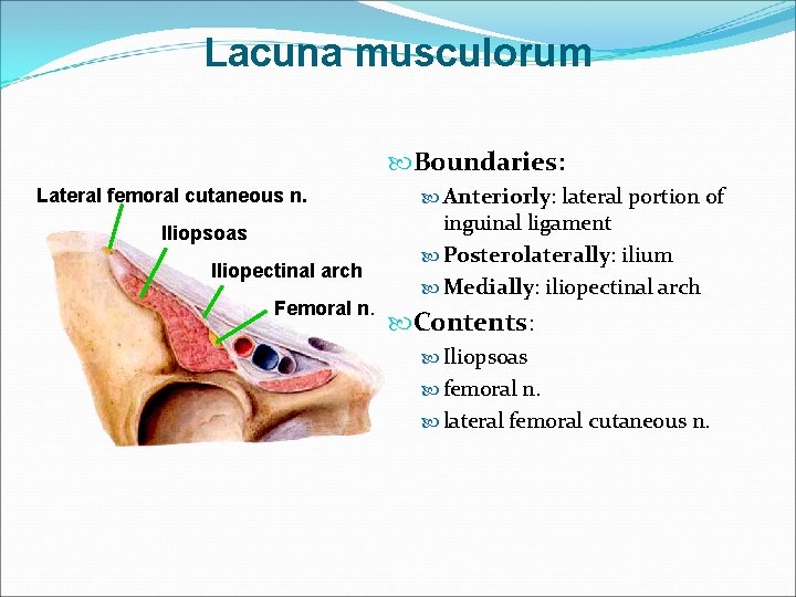 Lacuna musculorum Boundaries: Lateral femoral cutaneous n. Iliopsoas Iliopectinal arch Femoral n. Anteriorly: lateral
