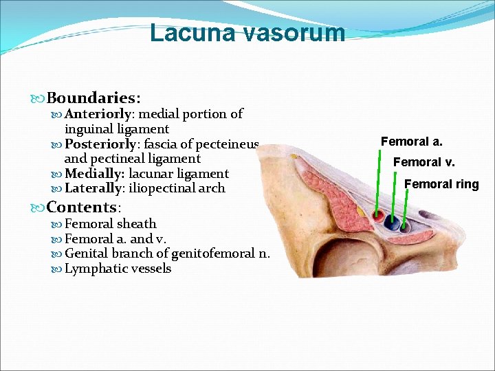 Lacuna vasorum Boundaries: Anteriorly: medial portion of inguinal ligament Posteriorly: fascia of pecteineus and