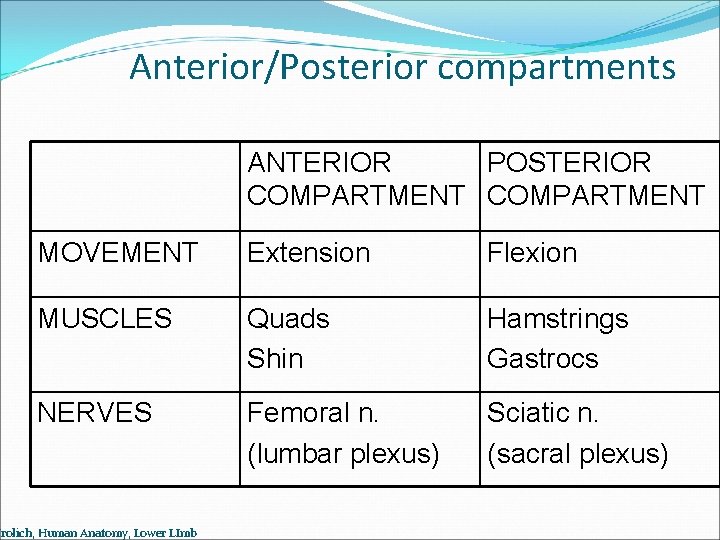 Anterior/Posterior compartments ANTERIOR POSTERIOR COMPARTMENT MOVEMENT Extension Flexion MUSCLES Quads Shin Hamstrings Gastrocs NERVES