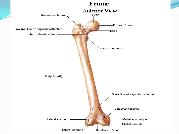BONY ANATOMY OF THE FEMUR 