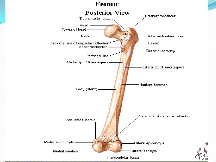 BONY ANATOMY OF THE FEMUR 