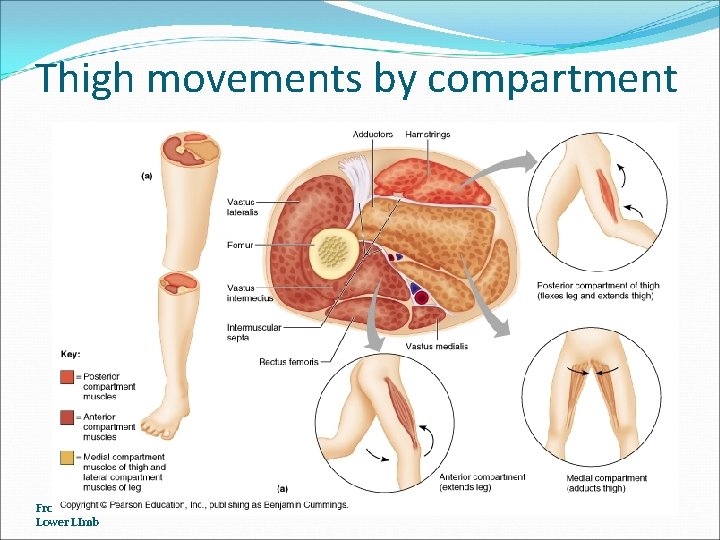 Thigh movements by compartment Frolich, Human Anatomy, Lower LImb 