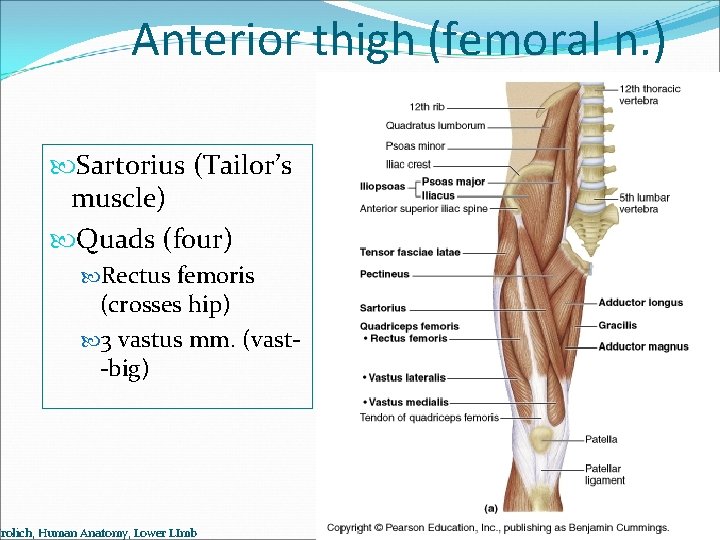 Anterior thigh (femoral n. ) Sartorius (Tailor’s muscle) Quads (four) Rectus femoris (crosses hip)