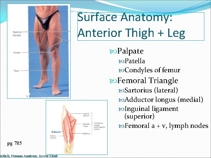 Surface Anatomy: Anterior Thigh + Leg Palpate Patella Condyles of femur Femoral Triangle Sartorius