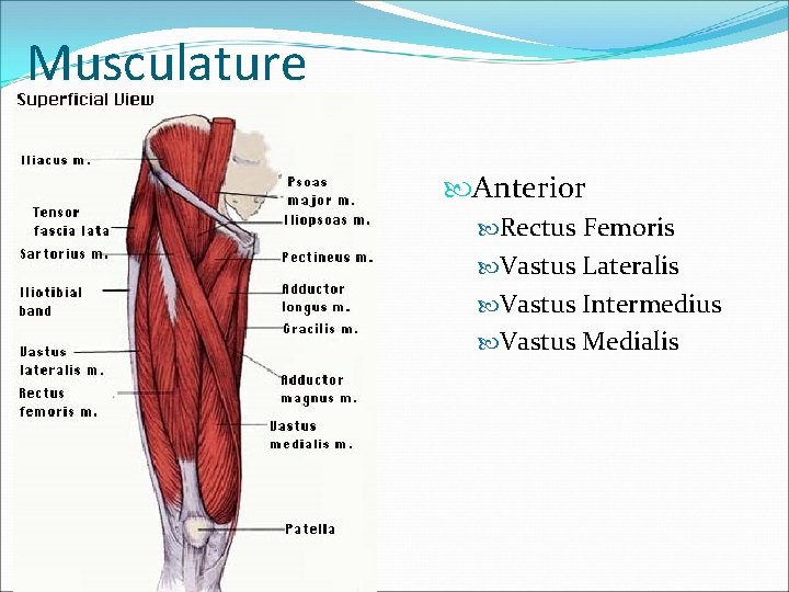 Musculature Anterior Rectus Femoris Vastus Lateralis Vastus Intermedius Vastus Medialis 