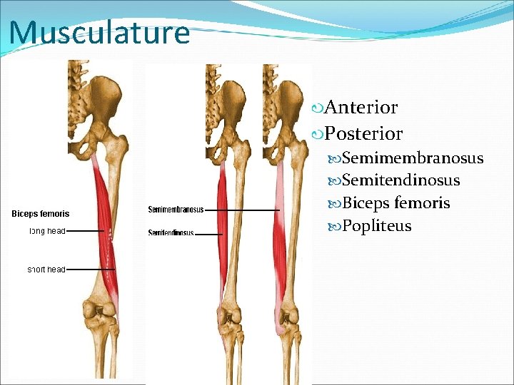 Musculature Anterior Posterior Semimembranosus Semitendinosus Biceps femoris Popliteus 
