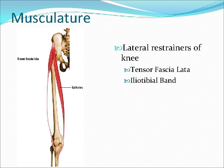 Musculature Lateral restrainers of knee Tensor Fascia Lata Iliotibial Band 