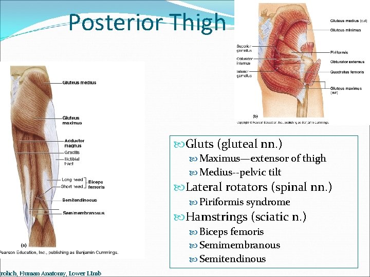 Posterior Thigh Frolich, Human Anatomy, Lower LImb Gluts (gluteal nn. ) Maximus—extensor of thigh