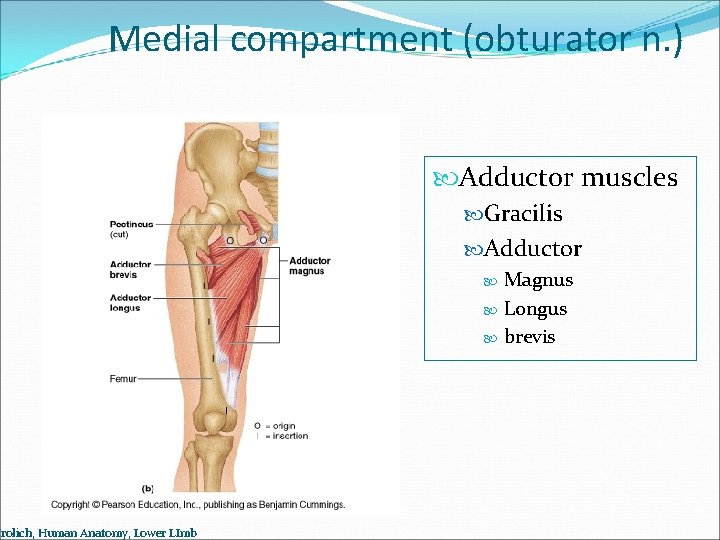 Medial compartment (obturator n. ) Frolich, Human Anatomy, Lower LImb Adductor muscles Gracilis Adductor