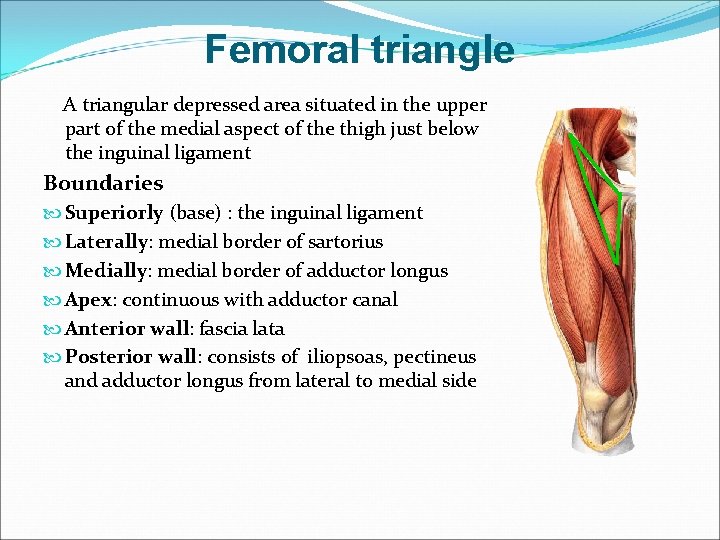 Femoral triangle A triangular depressed area situated in the upper part of the medial