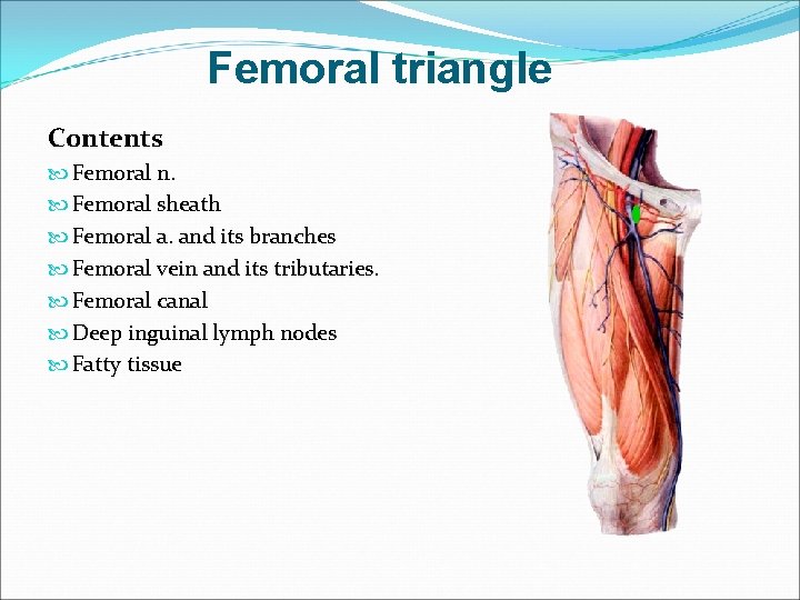 Femoral triangle Contents Femoral n. Femoral sheath Femoral a. and its branches Femoral vein