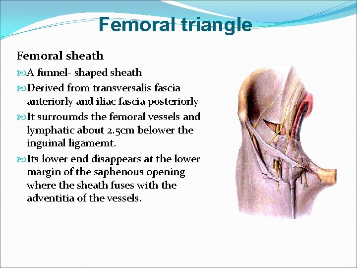 Femoral triangle Femoral sheath A funnel- shaped sheath Derived from transversalis fascia anteriorly and