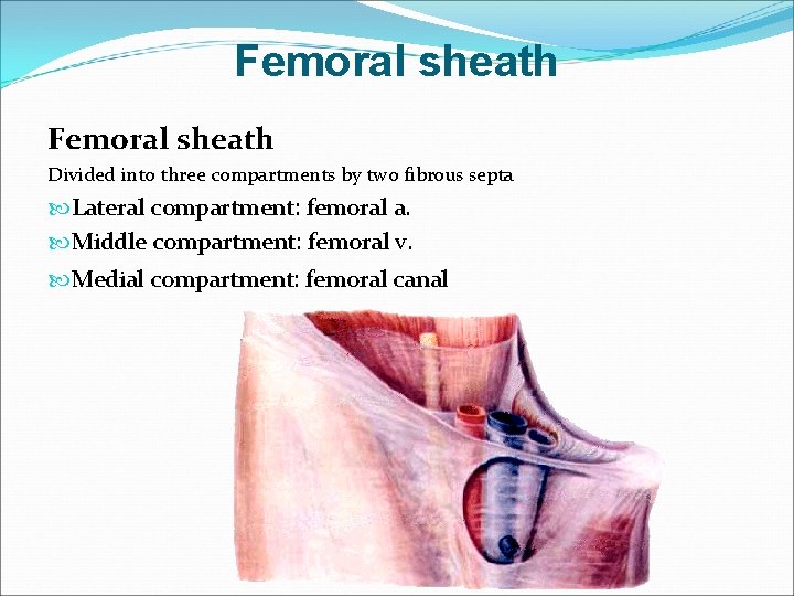 Femoral sheath Divided into three compartments by two fibrous septa Lateral compartment: femoral a.