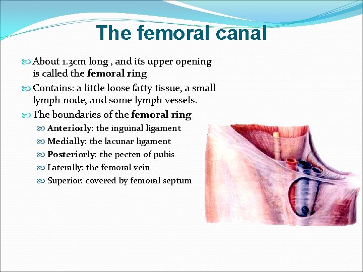 The femoral canal About 1. 3 cm long , and its upper opening is