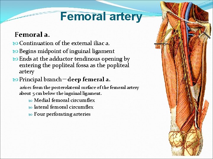 Femoral artery Femoral a. Continuation of the external iliac a. Begins midpoint of inguinal