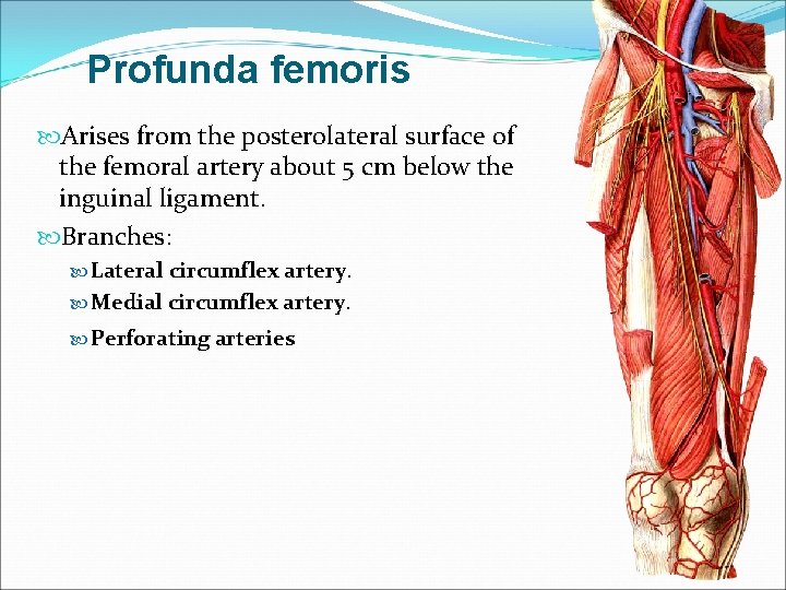 Profunda femoris Arises from the posterolateral surface of the femoral artery about 5 cm