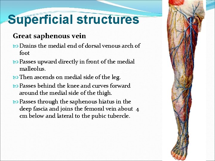 Superficial structures Great saphenous vein Drains the medial end of dorsal venous arch of