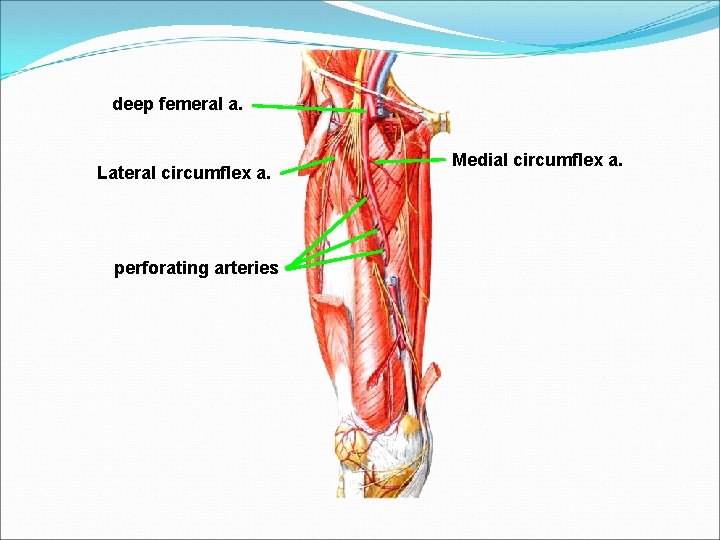 deep femeral a. Lateral circumflex a. perforating arteries Medial circumflex a. 
