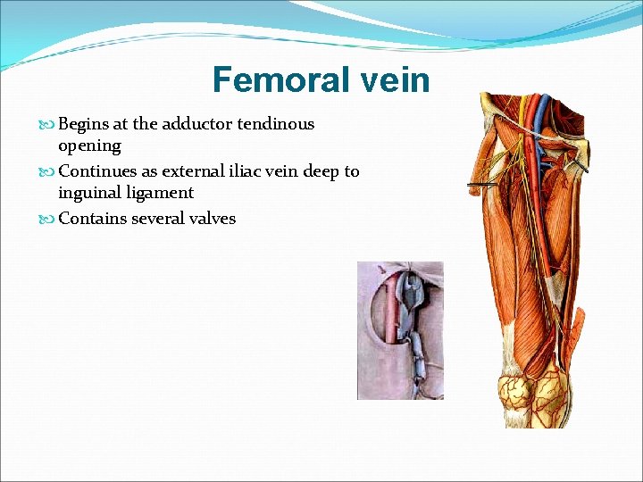 Femoral vein Begins at the adductor tendinous opening Continues as external iliac vein deep
