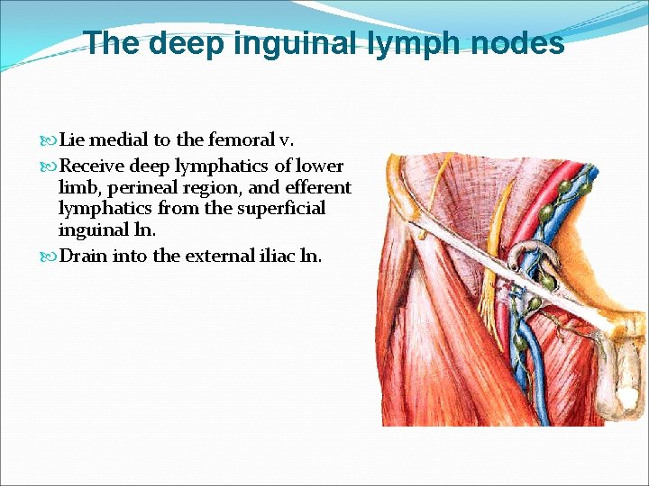 The deep inguinal lymph nodes Lie medial to the femoral v. Receive deep lymphatics