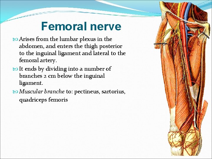 Femoral nerve Arises from the lumbar plexus in the abdomen, and enters the thigh