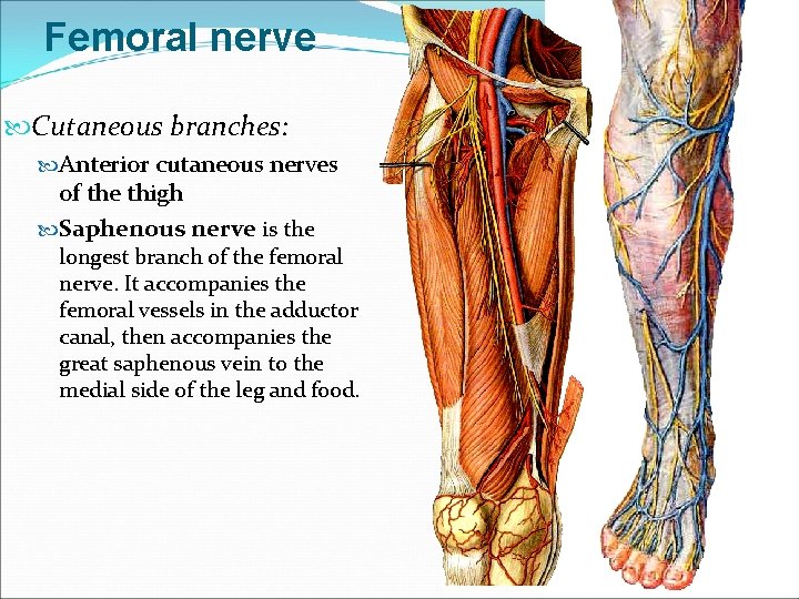 Femoral nerve Cutaneous branches: Anterior cutaneous nerves of the thigh Saphenous nerve is the