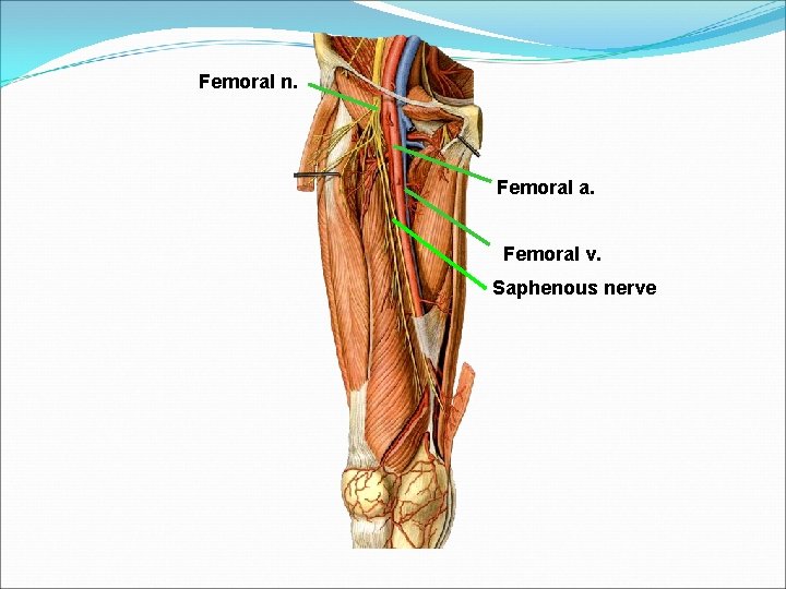 Femoral n. Femoral a. Femoral v. Saphenous nerve 