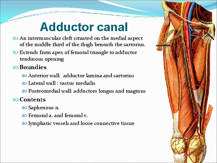 Adductor canal An intermuscular cleft situated on the medial aspect of the middle third