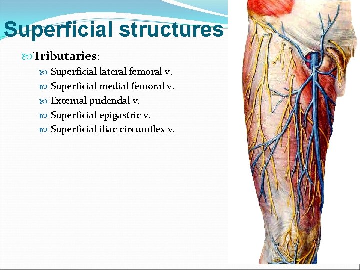 Superficial structures Tributaries: Superficial lateral femoral v. Superficial medial femoral v. External pudendal v.